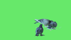 绿屏背景上的鸽子9秒视频