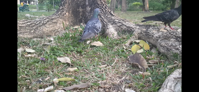 鸽子步行寻找食物视频