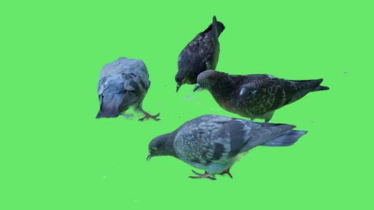 绿屏背景上孤立的鸽子视频