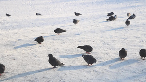 鸽子在雪中走来走去8秒视频