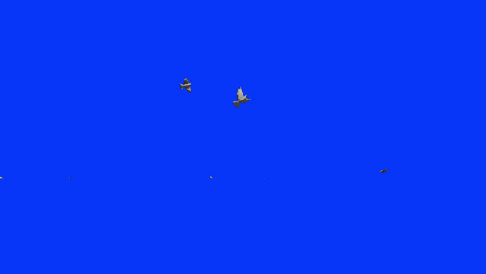 白鸽飞翔蓝屏幕染色体视频