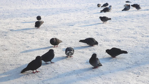 鸽子坐在雪里吃自己的食物9秒视频