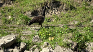 加拿大鹅10秒视频