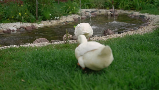 在花园里散步的鹅视频