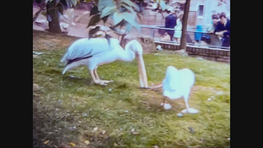 1965年联合王国动物园的视频