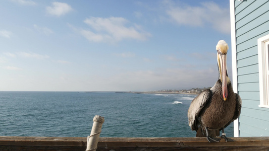 在码头加利福尼亚海洋海滩美国的野生棕色鹈鹕沿海鹈鹕视频