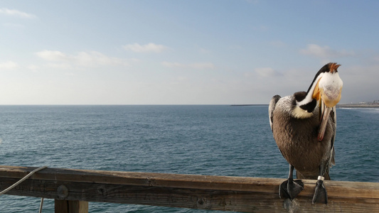 在码头加利福尼亚海洋海滩美国的野生棕色鹈鹕沿海鹈鹕视频