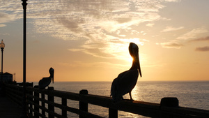 喀里弗尼亚海滨的码头上野生棕色大鸟大鸟黄嘴日落18秒视频