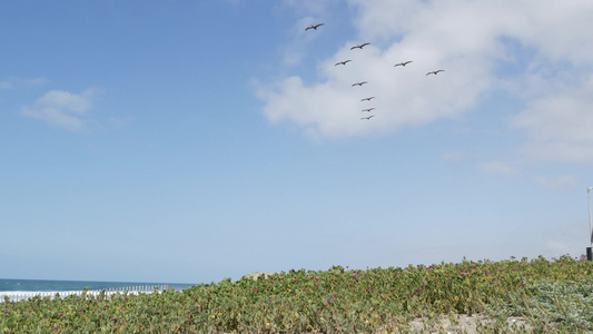 苍蝇在天空中飞翔卡利弗尼亚岛在海滨上漂泊鸟儿和海洋视频