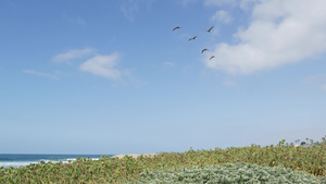 在天空中飞翔卡利弗尼亚岛在海滨上漂泊鸟儿和海洋13秒视频