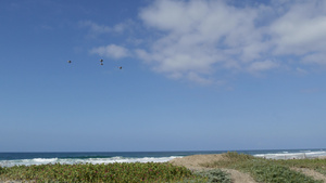 在天空中飞翔卡利弗尼亚岛在海滨上漂泊鸟儿和海洋12秒视频