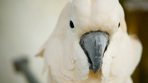 白鹦鹉画像20秒视频