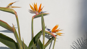 鹤望兰天堂鸟热带鹤花加利福尼亚美国橙色异国情调的花朵12秒视频