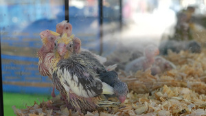 宠物市场上笼子里的鹦鹉小鸡泰国曼谷乍都乍市场上的鸟儿14秒视频