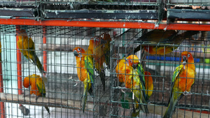 宠物市场上笼子里的鹦鹉小鸡泰国曼谷乍都乍市场上的鸟儿10秒视频