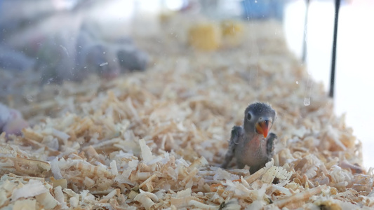 宠物市场上笼子里的鹦鹉小鸡泰国曼谷乍都乍市场上的鸟儿视频