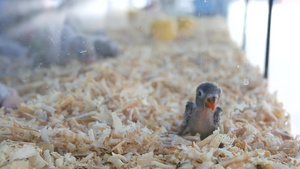 宠物市场上笼子里的鹦鹉小鸡泰国曼谷乍都乍市场上的鸟儿16秒视频