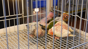 宠物市场上笼子里的鹦鹉小鸡泰国曼谷乍都乍市场上的鸟儿12秒视频