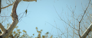 坐在树枝上的环颈长尾鹦鹉13秒视频