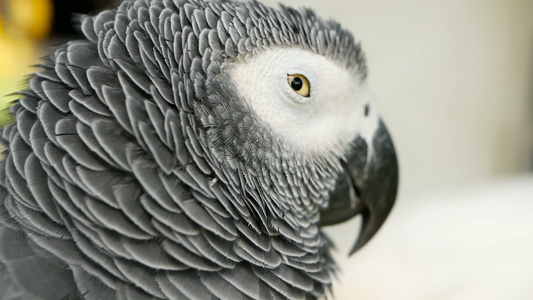 红尾一夫一妻制的非洲刚果灰鹦鹉CompanionJaco视频