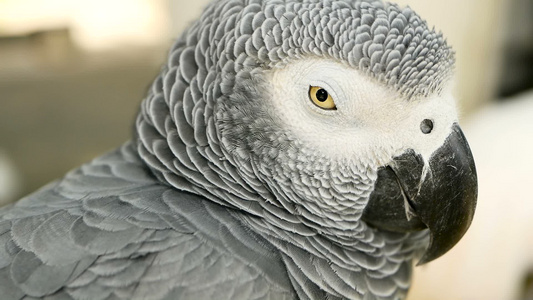 红尾一夫一妻制的非洲刚果灰鹦鹉CompanionJaco视频