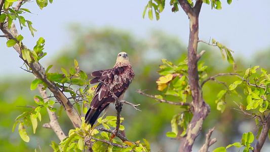 绿林湾自然保护区的鹰鹰鹰Srilanka视频