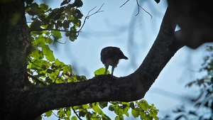 在巴迪亚国家公园内可变鹰鹰54秒视频