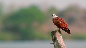 爱林肯湾自然保护区老鹰9秒视频