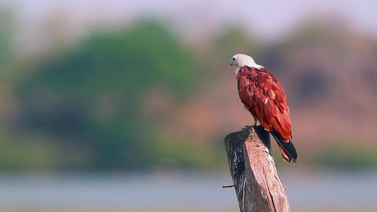 爱林肯湾自然保护区srilanka视频