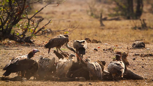 在非洲南部的Kruger国家公园秃鹫31秒视频