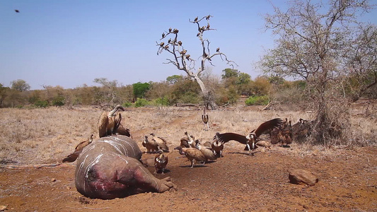 非洲南部Kruger国家公园中的白背视频