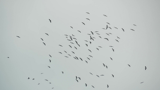 从下面一群鹳飞对灰色多云的天空翱翔的鸟儿的剪影作为视频