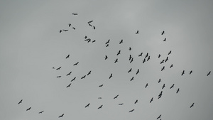 在灰色多云的天空中翱翔的鸟儿17秒视频
