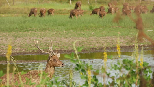 鹿群在绿色牧场吃草视频