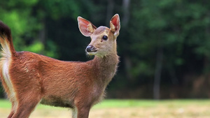 耶国家公园的小鹿14秒视频