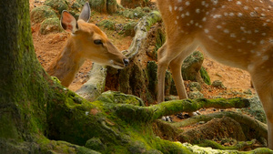 白尾小鹿周围森林中的野生哺乳动物发现乳头切骨轴线14秒视频