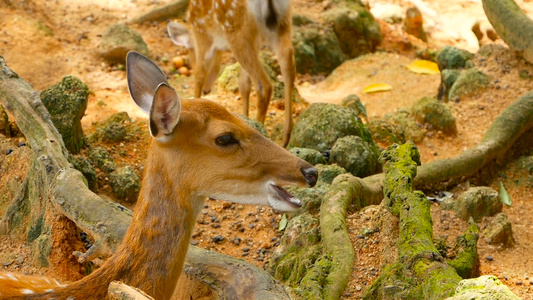 白尾小鹿周围森林中的野生哺乳动物发现乳头切骨轴线视频