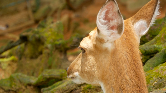 白尾小鹿周围森林中的野生哺乳动物发现乳头切骨轴线视频