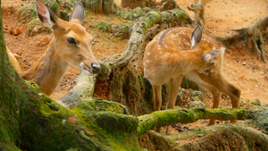白尾小鹿周围森林中的野生哺乳动物发现乳头切骨轴线18秒视频