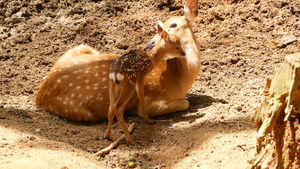 白尾小鹿周围森林中的野生哺乳动物发现乳头切骨轴线27秒视频