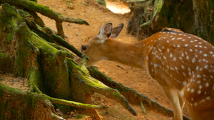 森林中的白尾小鹿12秒视频
