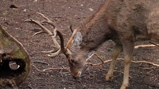 一只成年鹿在森林里寻找食物在地上觅食视频