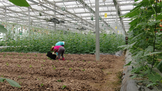 现代农业种植大棚有机蔬菜视频