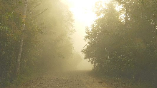 清晨带着美丽的迷雾进入森林中视频