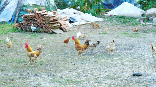 4K公鸡母鸡鸡群家禽农户养殖土鸡散养土鸡视频