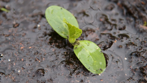 水黄瓜芽12秒视频