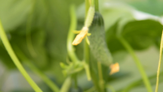 种植黄瓜和蔬菜视频