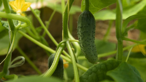 在温室的植物上的黄瓜11秒视频