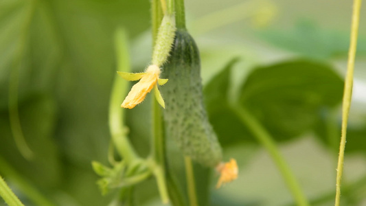 含蔬菜和花的黄瓜视频