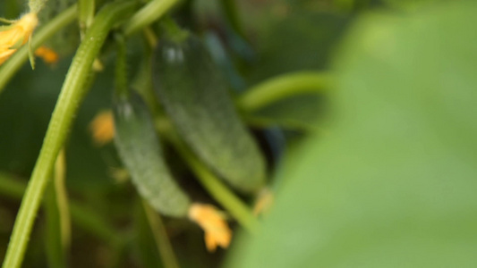 黄瓜收割蔬菜种植视频